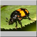 Necrophorus sp - Totengraeber 03.jpg
